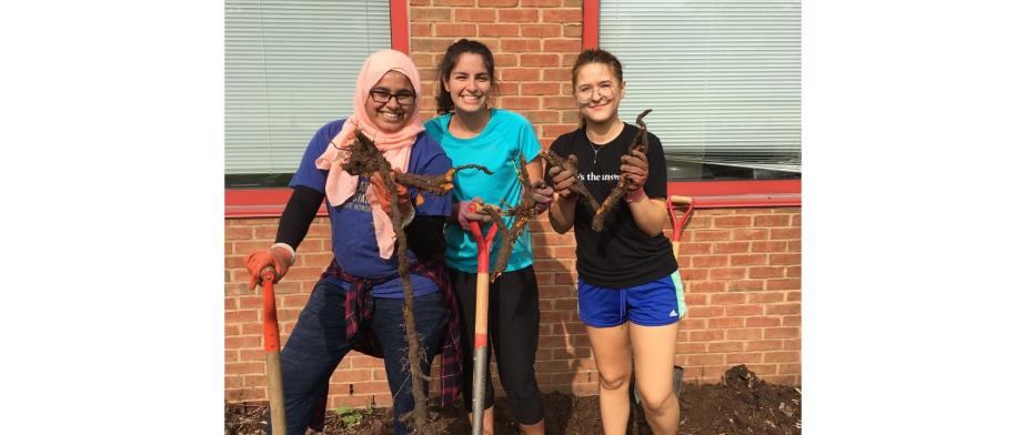 A group of people holding a root of Japaneese Knotweed and shovels