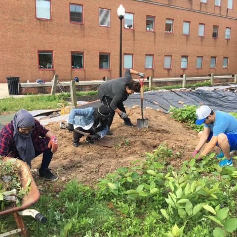 Japanese Knotweed eradication continues at the 6S garden