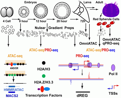 Outline of ATAC- and PRO-seq experiments already performed