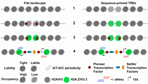 Generic sequence of events, 1 to 4, leading to TRE activation in flat accessibility landscape TREs and sequence-primed TREs 